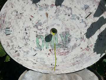 Paul Van Hoorick-12
